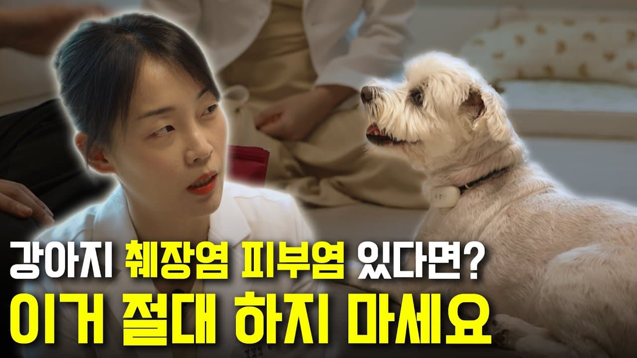 수의사가 직접 나오는 롱폼 — 처방식 라인까지 잇는 컨텐츠